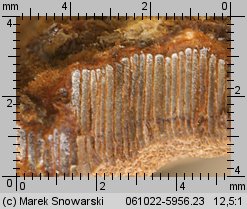 Fuscoporia ferruginosa (rdzawoporka drobnopora)