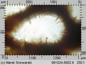 Fuscoporia ferruginosa (rdzawoporka drobnopora)