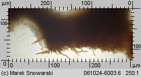 Fuscoporia ferruginosa (rdzawoporka drobnopora)