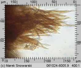 Fuscoporia ferruginosa (rdzawoporka drobnopora)