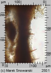 Fuscoporia ferruginosa (rdzawoporka drobnopora)