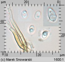 Fuscoporia ferruginosa (rdzawoporka drobnopora)