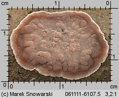 Peniophora quercina (powÅ‚ocznica dÄ™bowa)