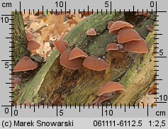 Auricularia auricula-judae (uszak bzowy)