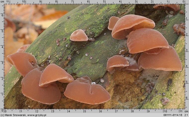 Auricularia auricula-judae (uszak bzowy)