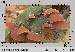 Auricularia auricula-judae (uszak bzowy)