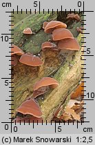 Auricularia auricula-judae (uszak bzowy)