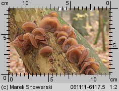 Auricularia auricula-judae (uszak bzowy)