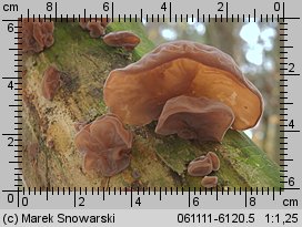 Auricularia auricula-judae (uszak bzowy)