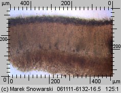 Peniophora quercina (powłocznica dębowa)