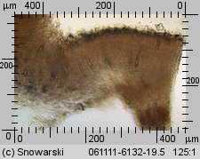 Peniophora quercina (powłocznica dębowa)