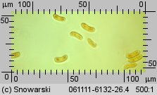 Peniophora quercina (powłocznica dębowa)