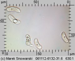 Auricularia auricula-judae (uszak bzowy)