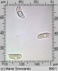 Auricularia auricula-judae (uszak bzowy)