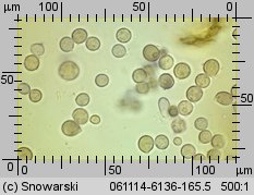 Amanita virosa (muchomor jadowity)