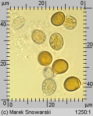 Amanita phalloides var. alba (muchomor zielonawy odm. biała)