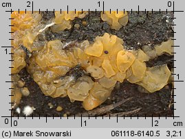 Dacrymyces stillatus (łzawnik rozciekliwy)