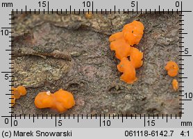 Dacrymyces stillatus (łzawnik rozciekliwy)