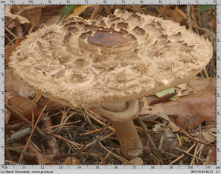 Chlorophyllum rhacodes (czubajnik czerwieniejący)