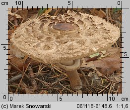 Chlorophyllum rhacodes (czubajnik czerwieniejący)