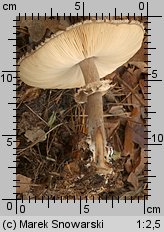 Chlorophyllum rhacodes (czubajnik czerwieniejący)