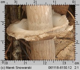 Chlorophyllum rhacodes (czubajnik czerwieniejący)