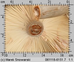 Chlorophyllum rhacodes (czubajnik czerwieniejący)