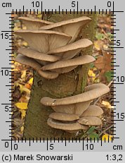 Pleurotus ostreatus (boczniak ostrygowaty)