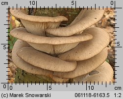 Pleurotus ostreatus (boczniak ostrygowaty)