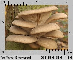 Pleurotus ostreatus (boczniak ostrygowaty)