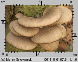 Pleurotus ostreatus (boczniak ostrygowaty)