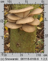 Pleurotus ostreatus (boczniak ostrygowaty)