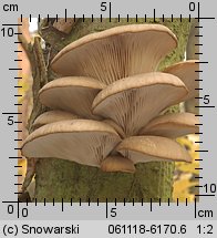 Pleurotus ostreatus (boczniak ostrygowaty)