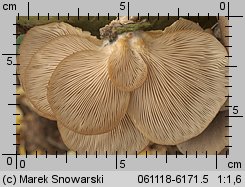 Pleurotus ostreatus (boczniak ostrygowaty)