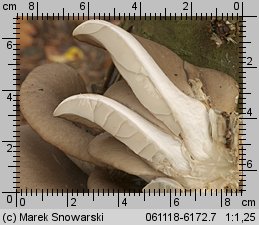 Pleurotus ostreatus (boczniak ostrygowaty)