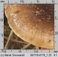 Hygrophorus hypothejus (wodnicha późna)