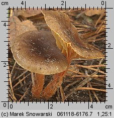 Hygrophorus hypothejus (wodnicha późna)