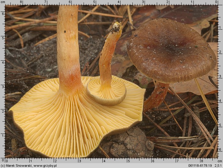 Hygrophorus hypothejus (wodnicha późna)