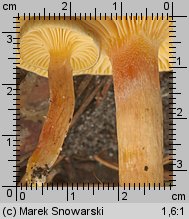 Hygrophorus hypothejus (wodnicha późna)