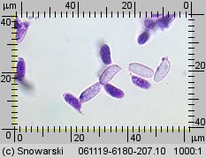 Pleurotus ostreatus (boczniak ostrygowaty)