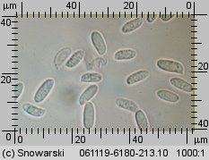 Pleurotus ostreatus (boczniak ostrygowaty)