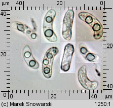 Exidia glandulosa (kisielnica trzoneczkowa)