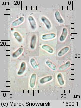 Phlebia radiata (żylak promienisty)