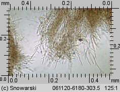 Phlebia radiata (żylak promienisty)