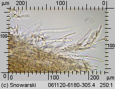 Phlebia radiata (żylak promienisty)