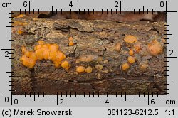 Dacrymyces stillatus (łzawnik rozciekliwy)