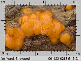 Dacrymyces stillatus (łzawnik rozciekliwy)