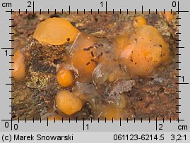 Dacrymyces stillatus (łzawnik rozciekliwy)