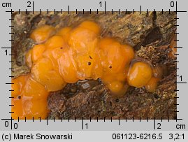 Dacrymyces stillatus (łzawnik rozciekliwy)