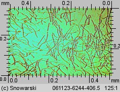 Dacrymyces stillatus (łzawnik rozciekliwy)